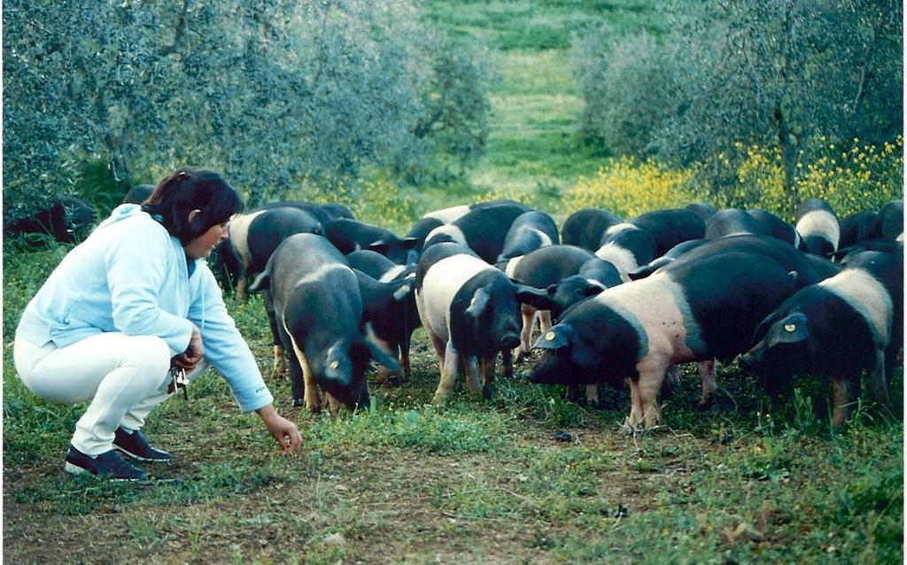 Agriturismo Scorgiano エクステリア 写真
